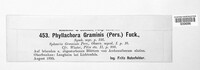 Phyllachora graminis image